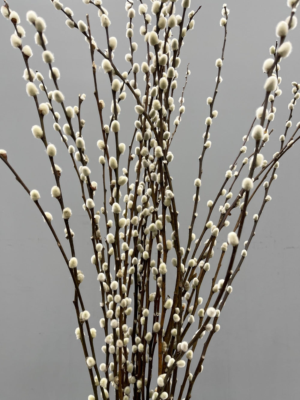 30 Stems Dried Pussy Willow Branches for Vases 22 Inches Real Natural Pussy  Willows Dried Flowers Plants 2 Years Long Lasting for Home Decorations