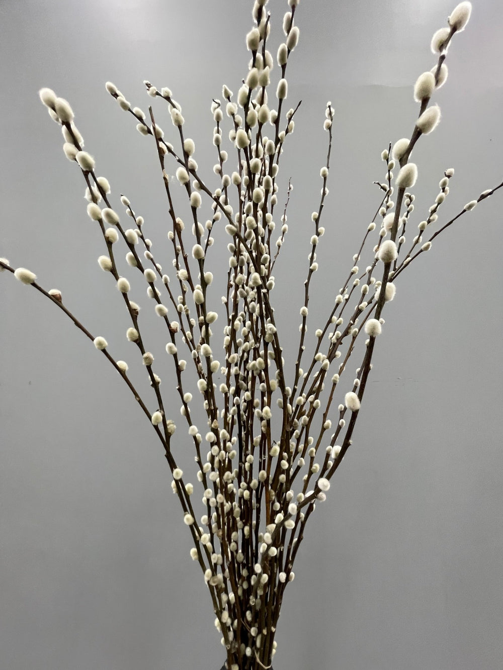 Pussy Willow Branches - 20 Stems Real Natural Dried Salix Branches –  CaliforniaFlowerGrowers.com