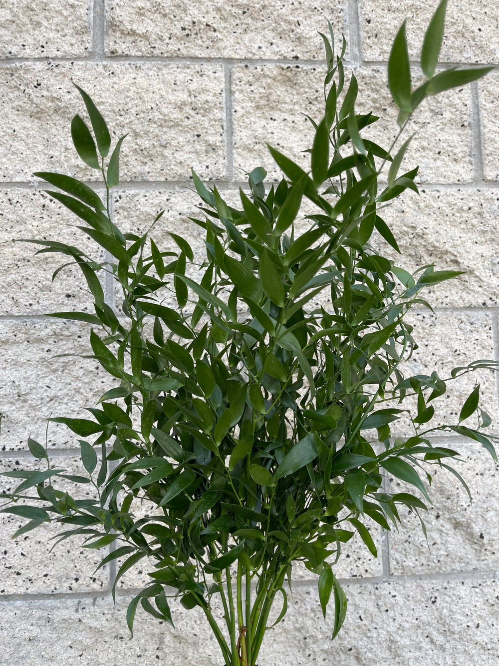 italian ruscus plant seeds Italian Ruscus Bundle Greenery